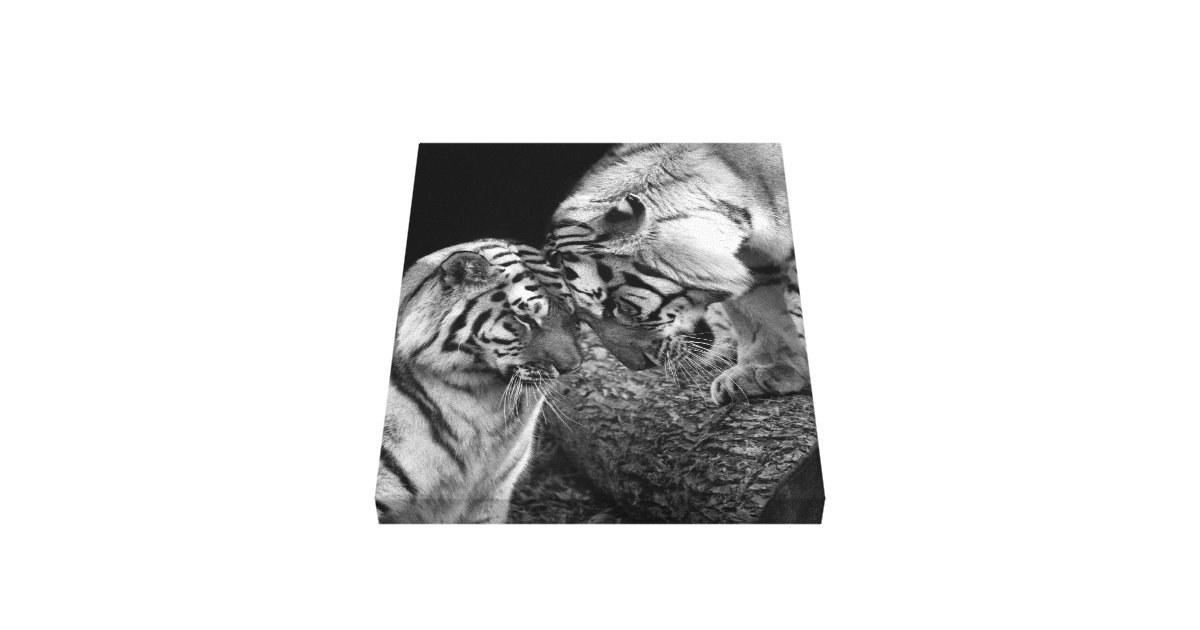 Tiger Love Photo on Canvas Wrap Zazzle