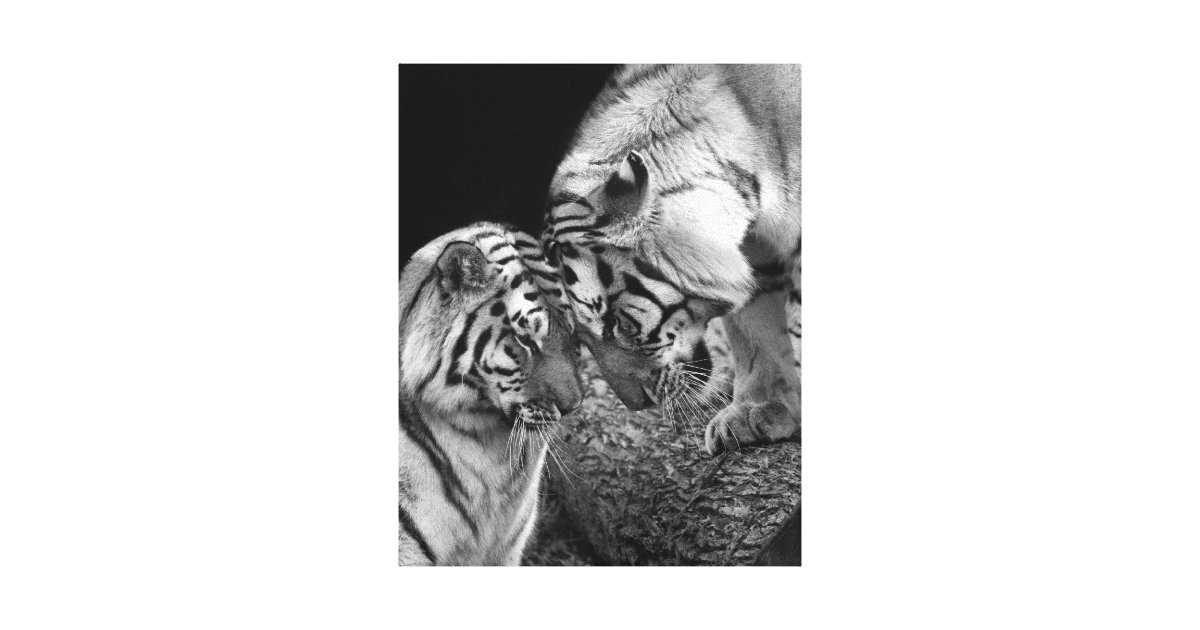 Tiger Love Photo on Canvas Wrap Zazzle