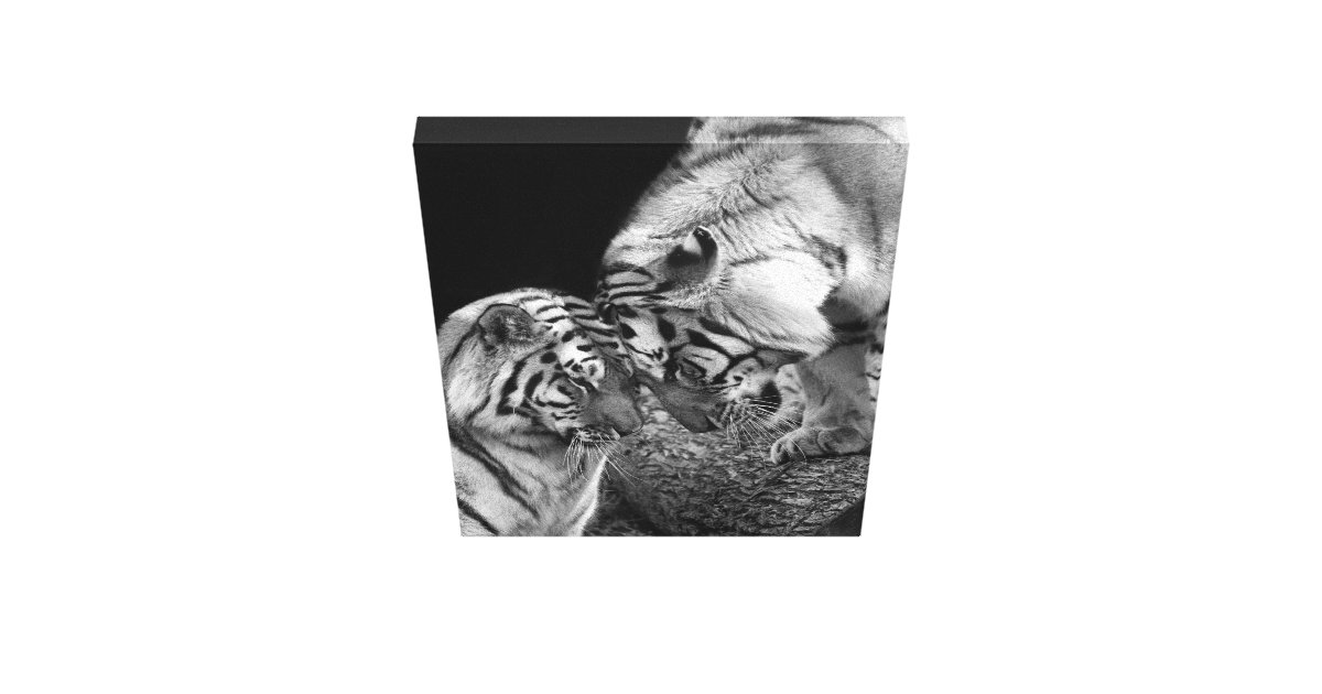 Tiger Love Photo on Canvas Wrap Zazzle
