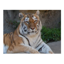 Tiger Love Post Cards