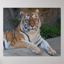 Tiger Love Posters