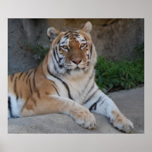 Tiger Love Posters