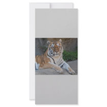 Tiger Love Rack Card