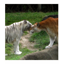 Tiger Love shirt