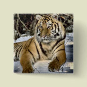 Tiger Lovers Art Gifts