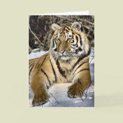 Tiger Lovers Art Gifts