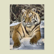 Tiger Lovers Art Gifts