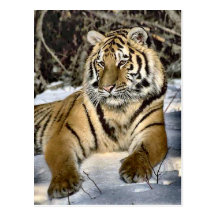 Tiger Lovers Art Gifts Postcards