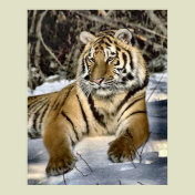 Tiger Lovers Art Gifts