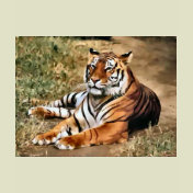Tiger Lovers Art Gifts