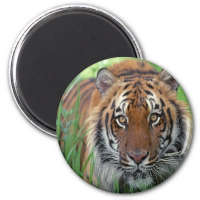 Tiger magnets