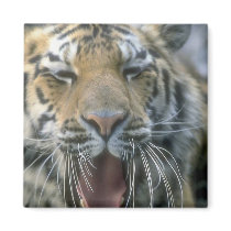 Tiger magnets