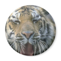 Tiger magnets
