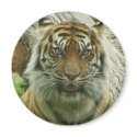 Tiger magnets by iiiyaaa Tiger magnets