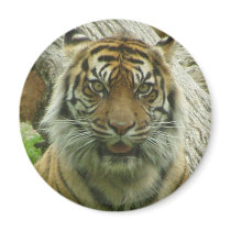 Tiger magnets