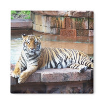 Tiger Fridge Magnets