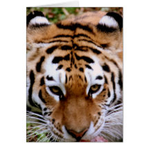 Tiger Markings  Greeting Card