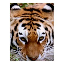 Tiger Markings  Postcard