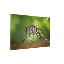 Tiger mosquito canvas prints