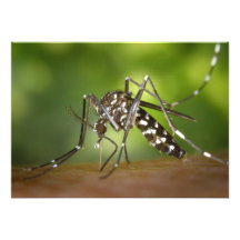 Tiger mosquito custom invites
