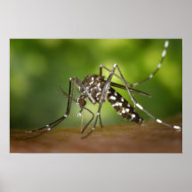 Tiger mosquito print