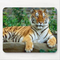 Tiger Mousemats
