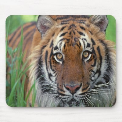 Tiger Mouse Pads
