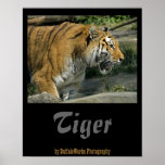 Tiger Mouth Open Poster