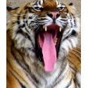 Tiger Mouth_ print