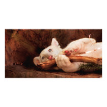 Tiger - My Chew Toy photo cards by suburbanscenes Tiger - My Chew Toy photo cards