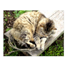 Tiger Nap Post Cards