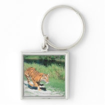 Tiger on path key chains