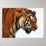 Tiger on the hunt poster