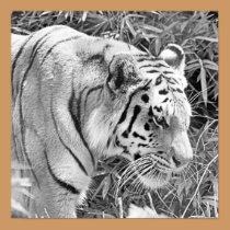Tiger on the Prowl posters