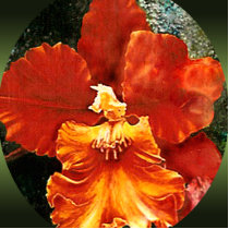 Tiger Orchid Photo Sculpture photo sculptures by artbyjolyn Tiger Orchid Photo Sculpture photo sculptures