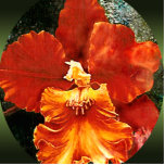 Tiger Orchid Photo Sculpture photo sculptures
