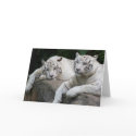 Tiger Pair card