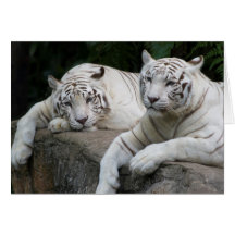Tiger Pair Greeting Cards