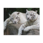 Tiger Pair Postcards