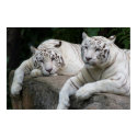 Tiger pair print