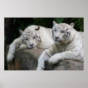 Tiger pair print