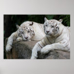 Tiger pair print