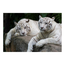 Tiger pair posters
