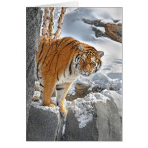 Tiger Peek Cards