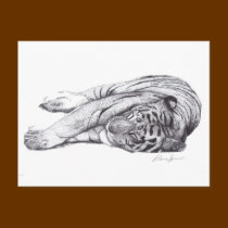 Tiger - Pen and Ink postcards