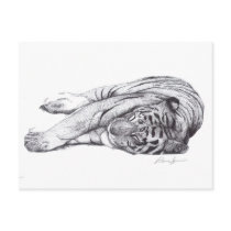 Tiger - Pen and Ink postcards