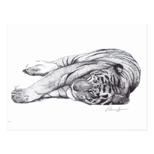 Tiger - Pen and Ink Postcard