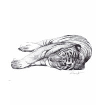 Tiger - Pen and Ink t-shirts by DamienSpencerStudios Tiger - Pen and Ink t-shirts