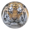 Tiger Photo Fog Close Sticker by ironydesign Tiger Photo Fog Close Sticker