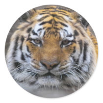 Tiger Photo Fog Close Sticker by ironydesign Tiger Photo Fog Close Sticker